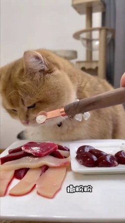 MUKBANG~Cat eats immersed. It’s the first time to eat raw meat ,egg ,duck gizzards | Pet Eating Sho