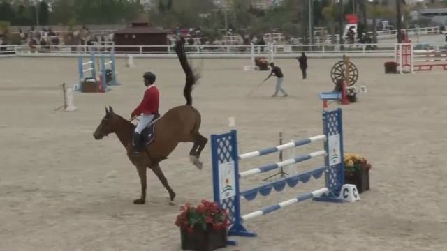 Elton Flandria Horse - Little Gran Prix 1,35 - CSI3* Oliva Nova смотреть онлайн