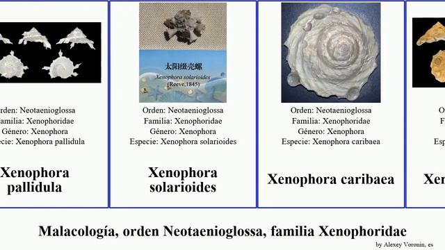 Malacología, orden Neotaenioglossa, familia Xenophoridae xenophora mollusca granulosa crispa You смотреть онлайн