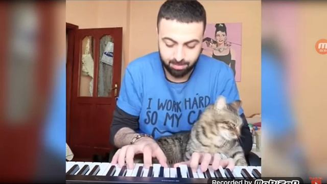 ВИДЕО С КОШКАМИ И МУЗЫКОЙ смотреть онлайн