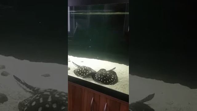 Кормление ручного ската