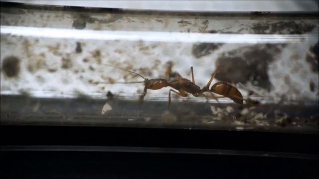 Odontomachus hastatus смотреть онлайн