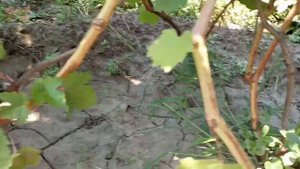 Цитадель(333), Алекс и др. 4 августа. Виноградник Щереденкова В. А.mp4