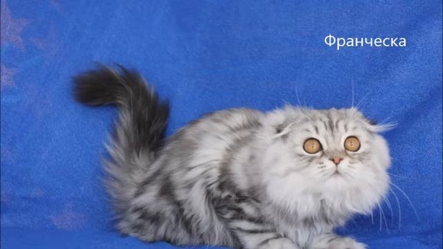 Francheska Majesty Cats смотреть онлайн