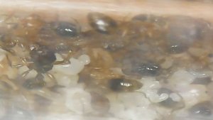 Tetramorium bicarinatum