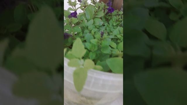 Цветочки 12.06.2023 смотреть онлайн