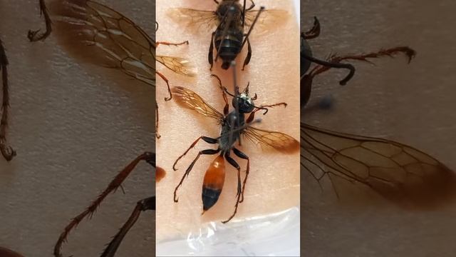 On Air! WILD BEES, HONEYBEES, BUMBLEBEES, WASPS, HORNETS IN COLLECTION, Kyiv, Ukraine! #entomology