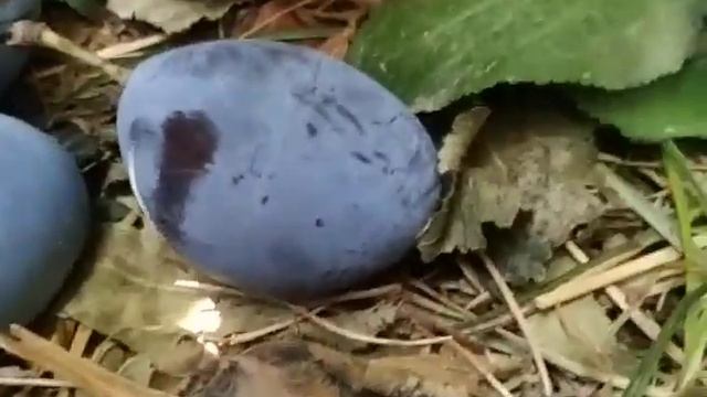 яиц синего кита в суши смотреть онлайн