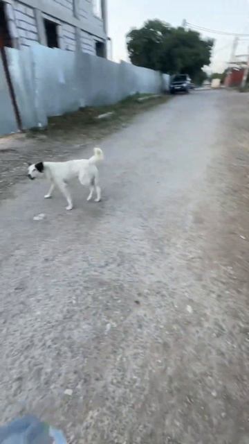 И как защитить себя законно от стаи собак ? В этот раз их было 3 обычно на этом месте около 15 смотреть онлайн