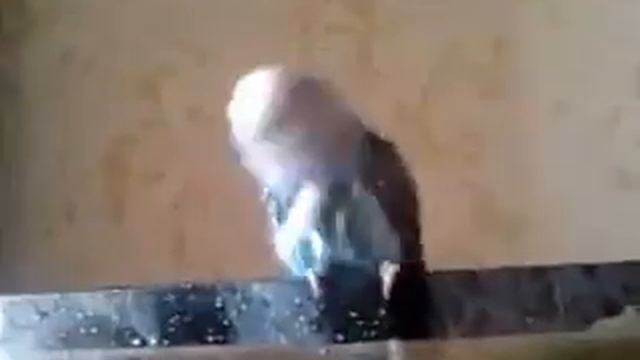 Утконос)попугаич смотреть онлайн