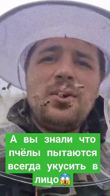 а вы знали что пчёлы атакуют в лицо😱 смотреть онлайн