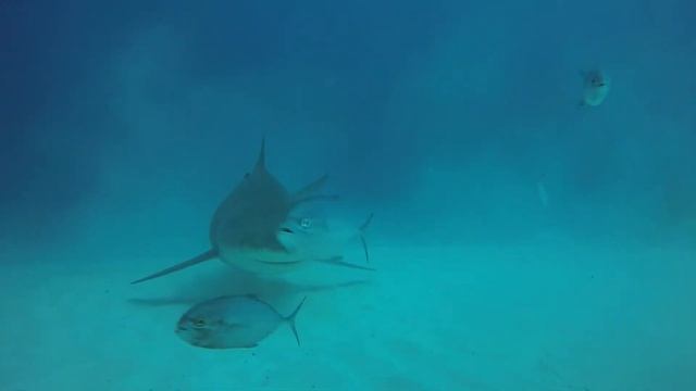 Tulum Diving / Bull Shark Playa del Carmen Dive смотреть онлайн