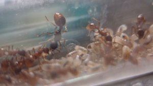 Myrmica Rubra -Ep-2- Wild Growth !!! 😜