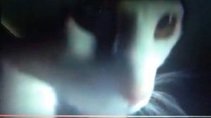 Дискотека кошек