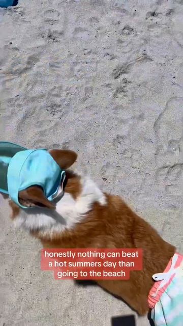 New swim trunks and visor 🤝 best beach day ever!! #petsmart #anythingforpets #beachvibes