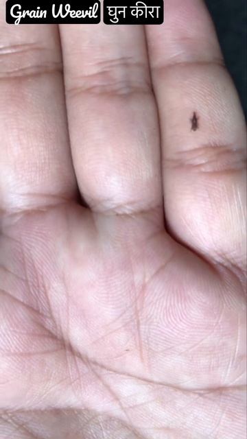 Grain Weevil || घुन कीरा ॥ Rice Weevil 2022 || Wheat Weevil ||#shorts #therealone4u #youtube смотреть онлайн