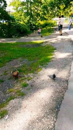 Боевые голуби и  утки преследуют меня!