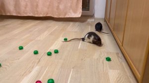 Играю с крысами