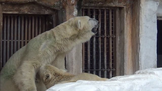 可愛いホウちゃんの授乳シーン💗シロクマの母娘【天王寺動物園】