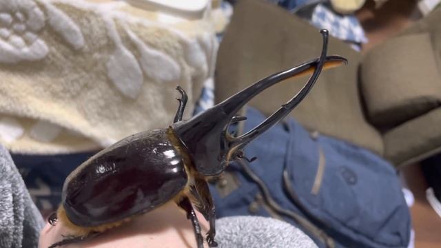 ネプチューンオオカブト【Dynastes neptunus】 смотреть онлайн