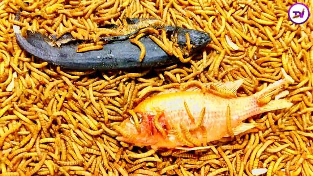 Mealworm[4k]time lapse |Experiment:13000 mealworm vs 2 amazing fish| time lapse videos смотреть онлайн