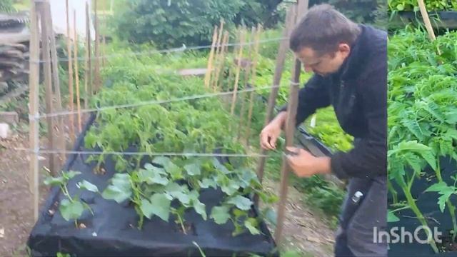 Помідори,як дерева🍅Підв'язали томати з огірками🍅🥒Врожай вже не за горами.Високі грядки