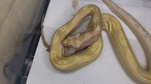 Как едят змеи? Кормим императорского удава