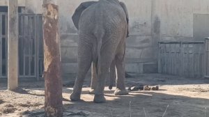 Что едят Кенгуру? Слоны и Кенгуру в пекинском Зоопарке