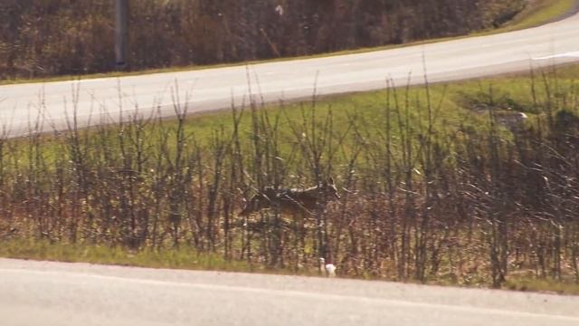 Iconic North American Wildlife and Interesting Facts смотреть онлайн