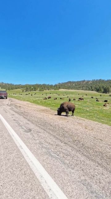 Bison herd near Custer, SD смотреть онлайн