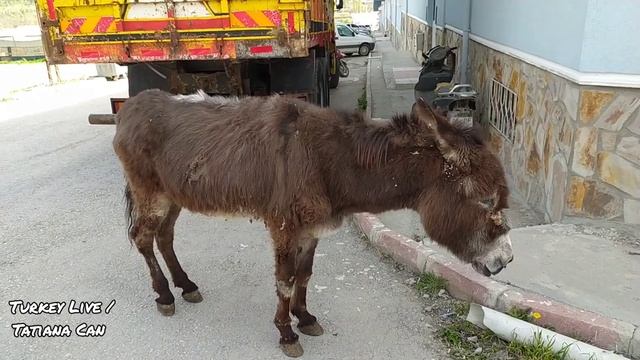VLOG ✅Домашнее видео с Мужем✅Я не спортивная😁✅Жалко Ослика✅В гостях у Свекрови✅Офис Кузена✅Турция смотреть онлайн