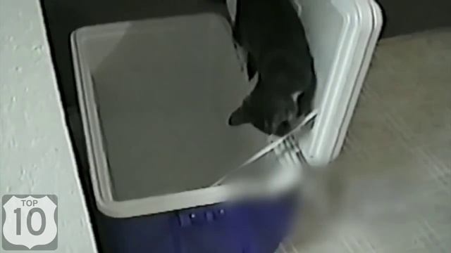 ТОП 10 СМЕШНЫЕ КОШКИ 2014 ЛУЧШАЯ подборка СМЕШНЫХ видео с КОШКАМИ 2014 1 online video cutter co смотреть онлайн