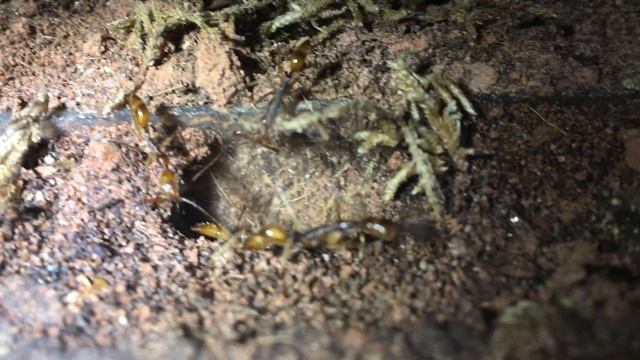 Odontomachus hastatus. смотреть онлайн