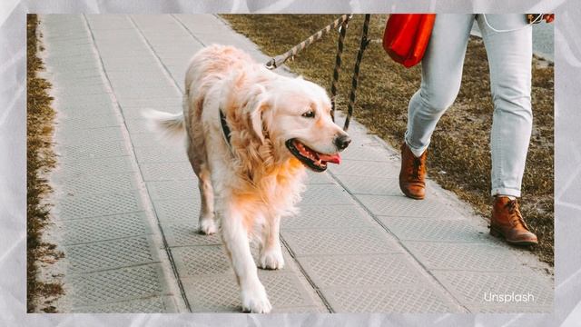 Как коты продлевают жизнь и другие новости “Хвост Ньюс” #122 смотреть онлайн