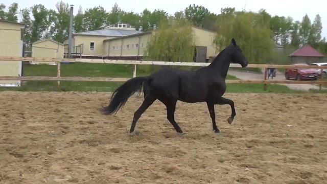 AKHAL TEKE STALLION DIFFER SER смотреть онлайн