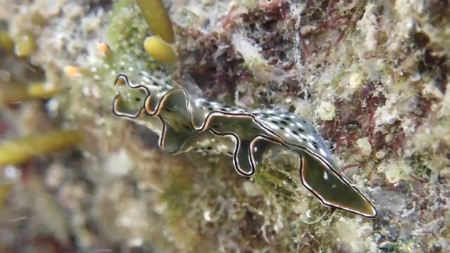 2022/July/18【ウミウシ】潮の流れに耐えるコノハミドリガイ🏝 смотреть онлайн