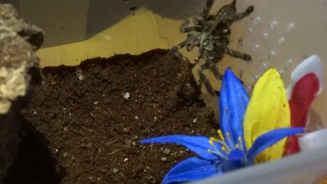 Poecilotheria ornata (Fringed Ornamental) Feeding! смотреть онлайн