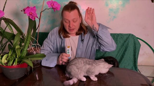 Купил котенка шотландской прямоухой .Новый питомец в моем доме.