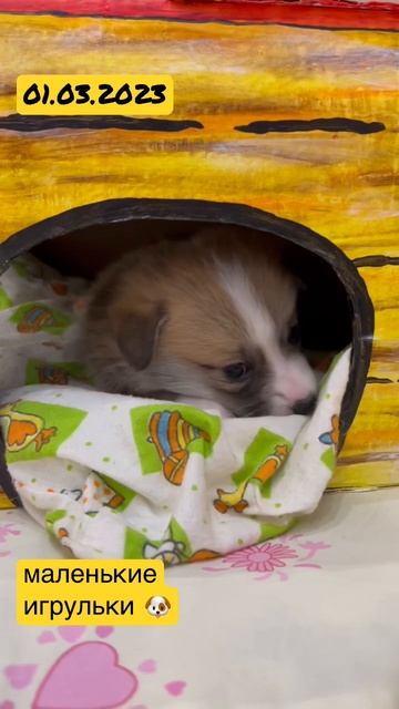 Маленькие Щенки Коржики #корги #щенки #corgi смотреть онлайн
