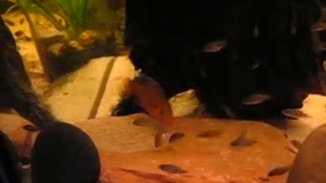 Hemichromis Lifalili Czerwieniak Kongijski karmienie narybku świeżo złożoną ikrą.01 смотреть онлайн