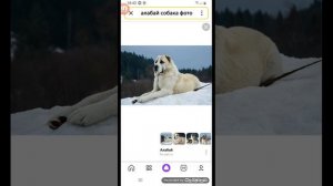 ягуар против алабая