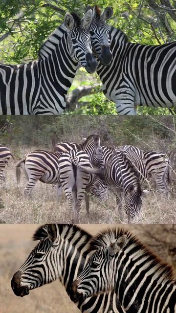 amazing information about zebra #shorts #zebra смотреть онлайн