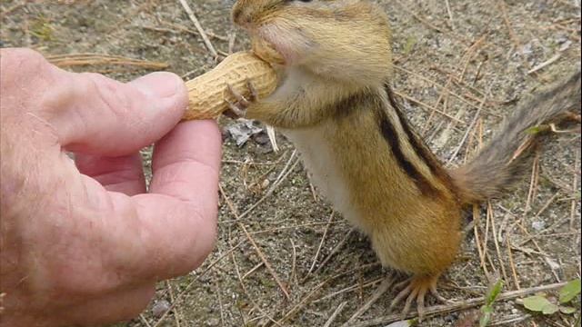 Let it be-chipmunk смотреть онлайн