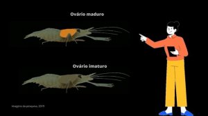 Escolha de parceiros através de pistas visuais no camarão Macrobrachium rosenbergii