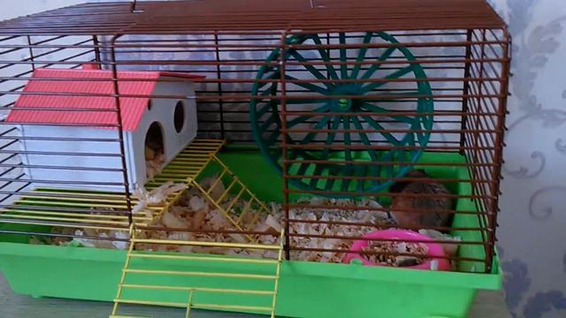 Знакомьтесь эта буся смотреть онлайн