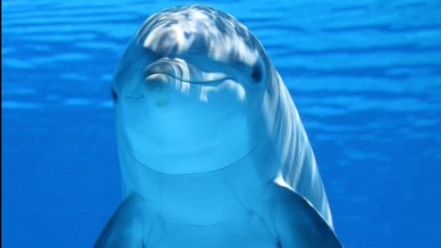 Звуки животных