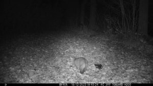 Серый кот и наблюдающий