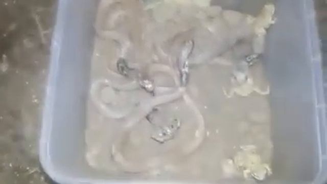 Baby spectacled cobras eating frogs смотреть онлайн