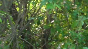 соловей поёт (самка)2024