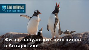 Жизнь папуанских пингвинов